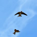 zwaluw vogel lucht
