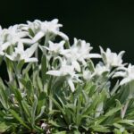 edelweis bloem
