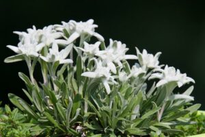 edelweis bloem