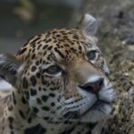 jaguar dier roofdier