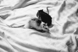 dieren muizen