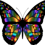 vlinder dier kleuren