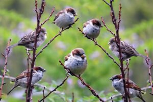 mussen dier natuur