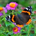vlinder natuur dier
